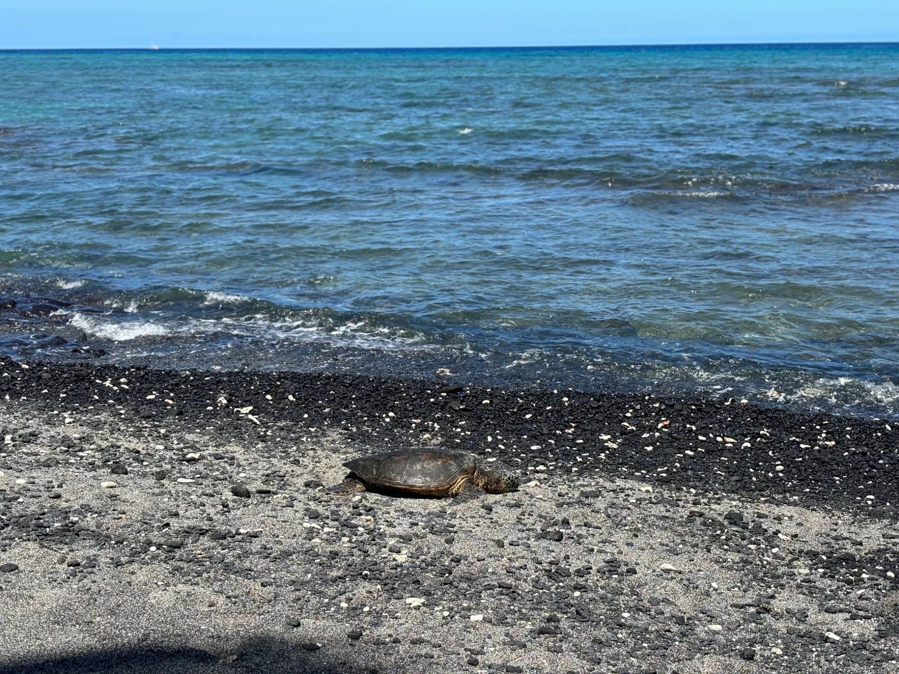 Sea turtle on a black sand beach on Hawaii Island