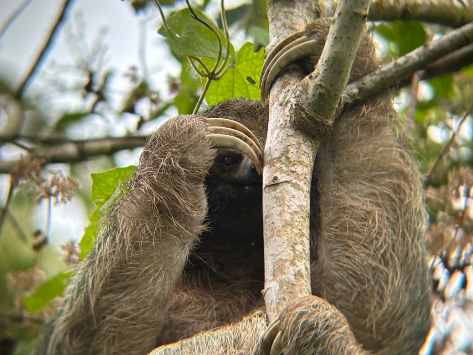 Sloth in Costa Rica